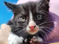 Забавные котята ищут добрые руки, фотография 10