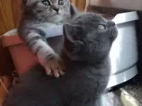 Шотландские котята, фотография 2