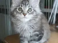 Котенок мей-кун, фотография 3