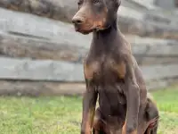 Щенок добермана