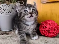 Котята Американский кёрл, фотография 4