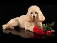 Щенки той пуделя, фотография 3