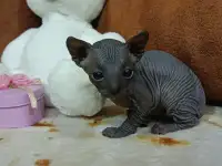 Котята Канадского Сфинкса