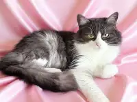 Удивительная Леси