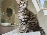 Крупный мальчик мейн-кун, фотография 10