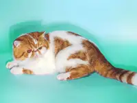 Экзотический кот Гарфилд. Даром., фотография 8