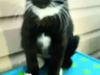 Отдам котят в хорошие руки!, фотография 3