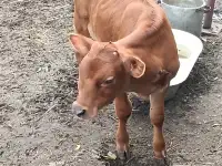 Бычок породы Джерси, фотография 2