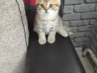 Продам котят, фотография 3