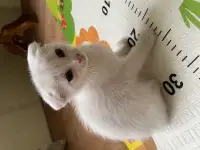 Британские котята, фотография 3