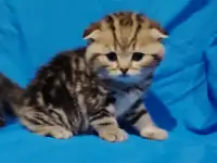 Котята кот и кошка., фотография 2
