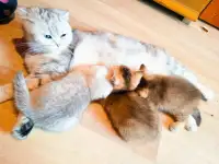 Шотландские вислоухие котята, фотография 11