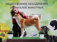 Хендлер в Минске, фотография 7