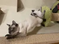 Котята Меконгский бобтейл, фотография 4