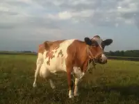 Продам покрытую дойную корову и бычка, фотография 3