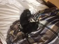 Котята, мальчики, фотография 10