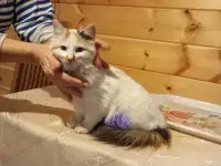 Отдам в хорошие руки, фотография 3