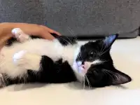 Котята в дар, фотография 3