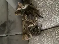 Бенгальские котята, фотография 3
