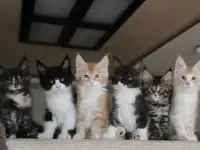 Мейн-кун котята!