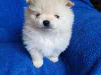 Померанский шпиц,, фотография 11