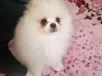 ШПИЦ, фотография 2