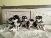 Щенки Хаски, фотография 3