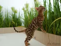 Бенгальские клубные котята, фотография 6