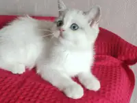 Шотландские котята с голубыми глазами, фотография 10
