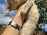 Котёнок (1 мес) в дар, фотография 4