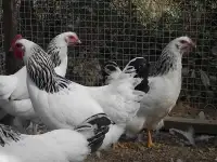 Куры несушки доставка по району, фотография 2