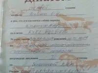 Щенки дратхаара, фотография 6