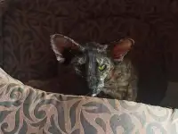 Ориентальные коты, фотография 4