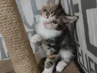 Кошечки мейн-кун
