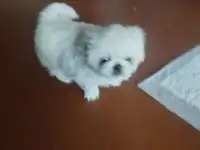 Щенки королевского пекинеса