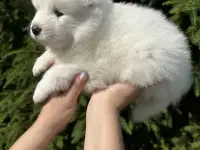 Щенки самоеда, фотография 4
