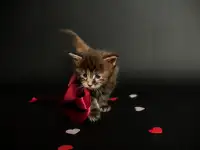 котята мейн-кун, фотография 4