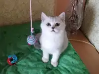 Британские котята