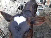 Продам двух телок, фотография 5
