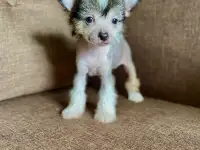 Щенки китайская хохлатая собака
