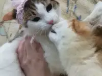 Отдам в добрые руки, фотография 12