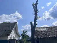Ищу работу, спил аварийных деревьев, фотография 2