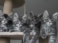 Котята мейн кун!, фотография 3