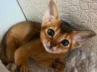 Абиссинские котята, фотография 7