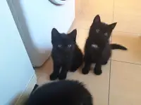 Котёнок в добрые руки, фотография 2