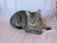 Полосатый котенок Лёлик спасен с улицы и ищет дом и любящую семью!, фотография 6