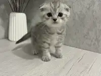 Шотландские котята, фотография 3