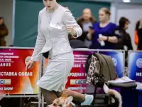 Хендлер в Минске, фотография 2