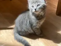 пушистые котята в дар, фотография 4