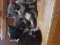 Котята в дар, фотография 3